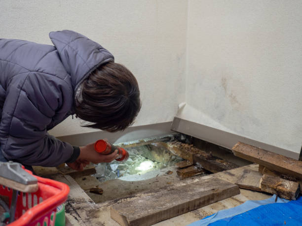 Best Post-Remediation Verification Testing  in Annandale, MN