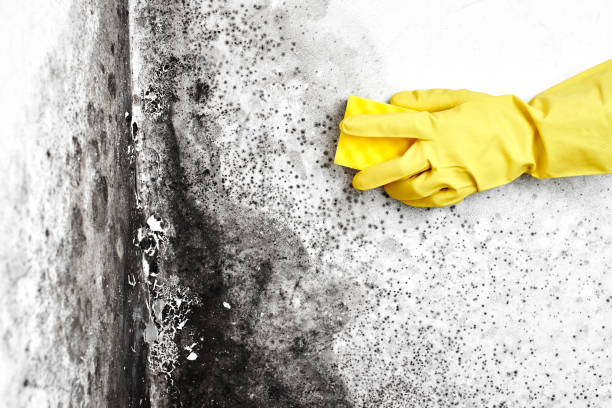 Mold Documentation for Insurance Claims in Annandale, MN