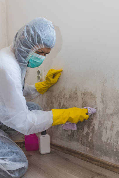 Best Water Damage & Mold Remediation  in Annandale, MN