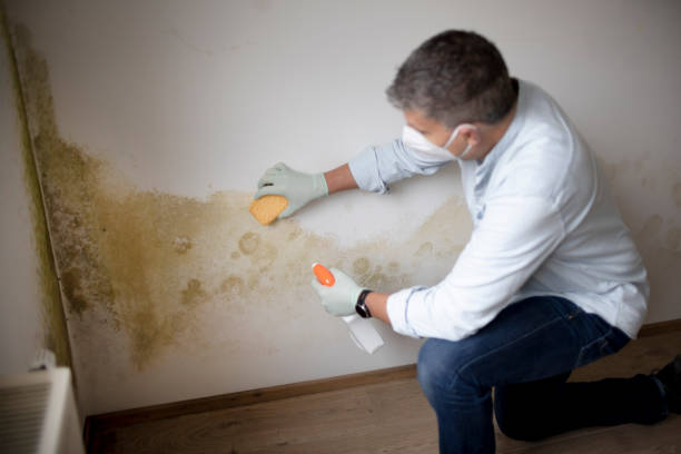 Best Crawl Space Mold Remediation  in Annandale, MN