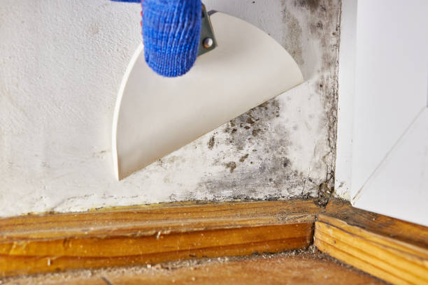 Best Mold Removal for HVAC Installations  in Annandale, MN